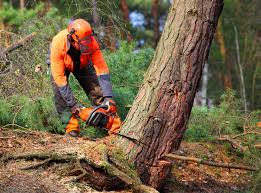 Professional  Tree Services in San Leon, TX